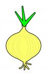 Onion