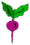 Radish