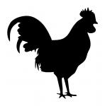 Rooster