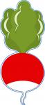 Radish