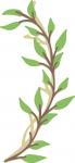 Leaves and Laurels Collection: Young Leaves Branch
