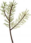 Pine Needles