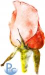 Watercolor Rose Bud Click HERE for SVG 