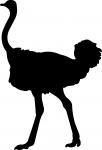 Ostrich
