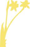 Daffodils