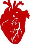 Anatomical Heart
