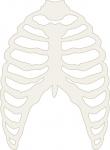 Skeleton Rib Cage