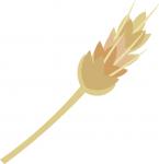 Wheat