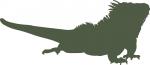 Iguana