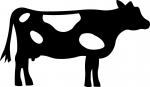 Holstein Cow