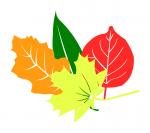 Fall Leaves