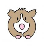 Guinea Pig