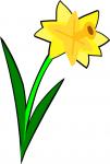 Daffodil