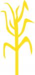 Corn Stalk