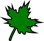 Maple Leaf