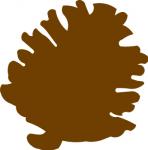Pine Cone