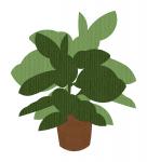 House Plant