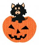 Kitten In Pumpkin