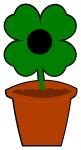 Clover in Pot