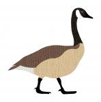 Canadian Goose