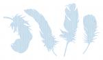 Feathers