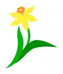 Daffodill