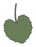 Choppy Leaf