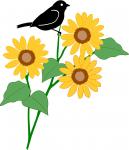 Bird on a Sunflower