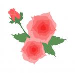 Blush Pink Roses