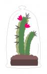 Cactus in a Glass