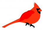 Red Cardinal