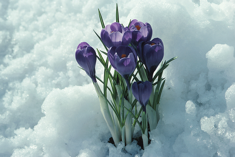 http://www.pazzles.net/wordpress/wp-content/uploads/snow-flowers.jpg