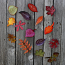 Falling Autumn Leaves Collection