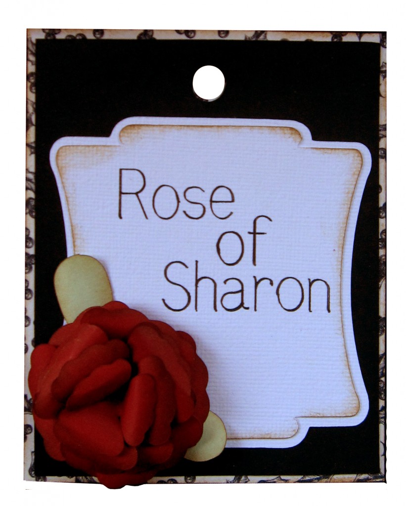 Rose_of_Sharon