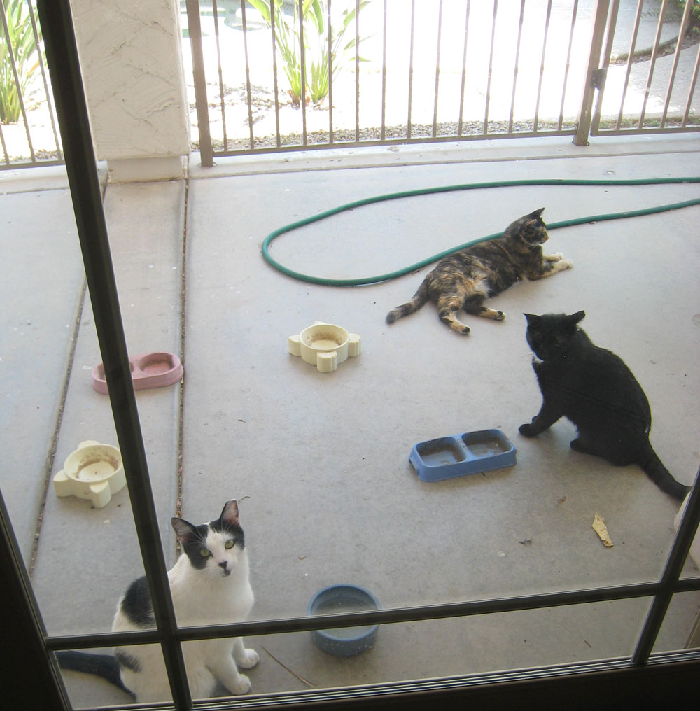 cat-garden