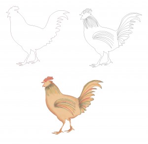 complete chickens