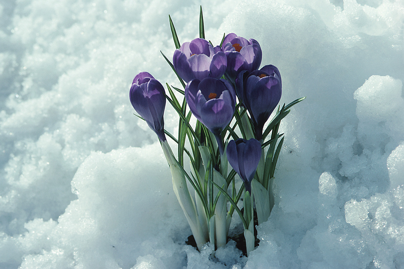 snow flowers